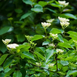 Rusty Blackhaw Viburnum - Viburnum rufidulum 'Royal Guard'